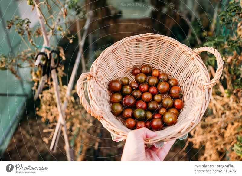 Frau hält Korb mit Tomaten im Gemüsegarten bei Sonnenuntergang.Selbstversorgungskonzept heimwärts Gewächshaus nachhaltig nachhaltiger Lebensstil