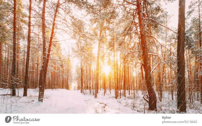 Schöne Sonnenuntergang Sonnenaufgang Sonnenschein in sonnigen Winter verschneiten Nadelwald. Verschneiter Pfad, Straße, Weg oder Pfad im Winterwald Hintergrund