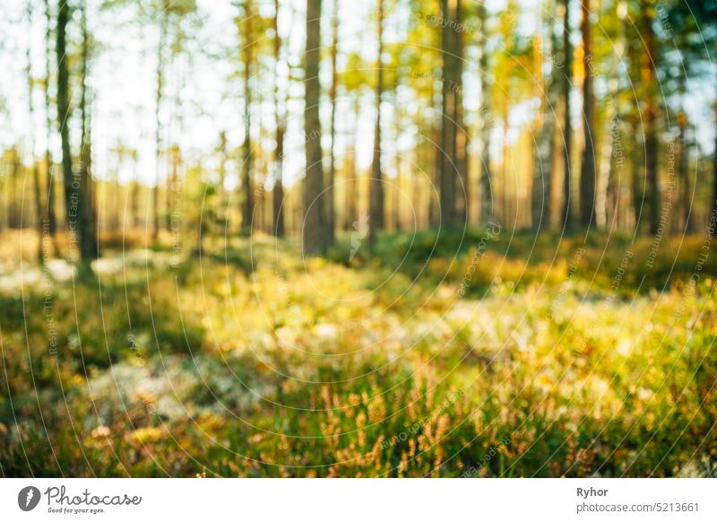 Natur unscharfen Hintergrund der aus dem Fokus grünen Wald oder Bokeh, Boke Europa verschwommen abstrakt Unschärfe Bokeh abstrakt Bokeh-Effekt Bokeh Lichter