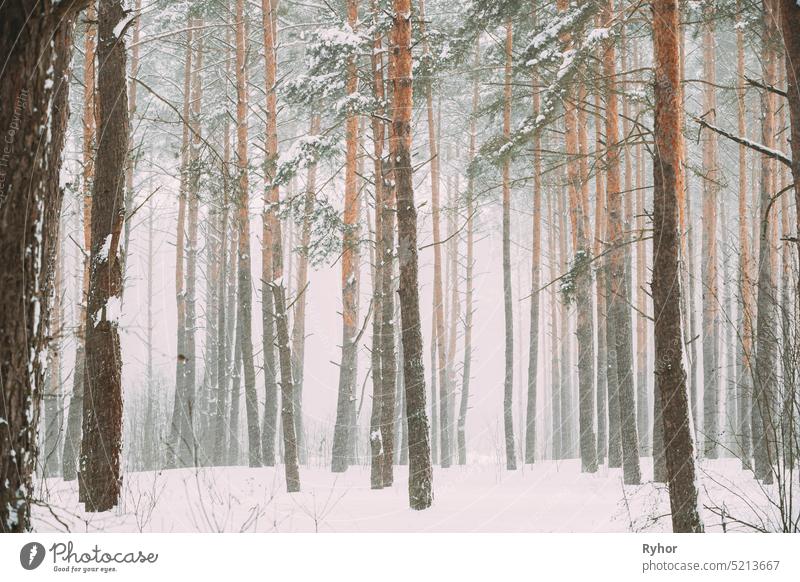 Schöne Snowy White Forest In Winter Frosty Day. Snowing In Winter Frost Wälder. Verschneites Wetter. Winter verschneiten Nadelwald. Schneesturm in windigen Tag