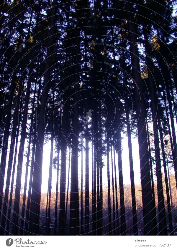 Den Wald vor lauter Bäumen ... Baum dunkel Beleuchtung Strahlung Licht Natur Pflanze Schatten Lichterscheinung hell outside woods forest plants tree trees dark
