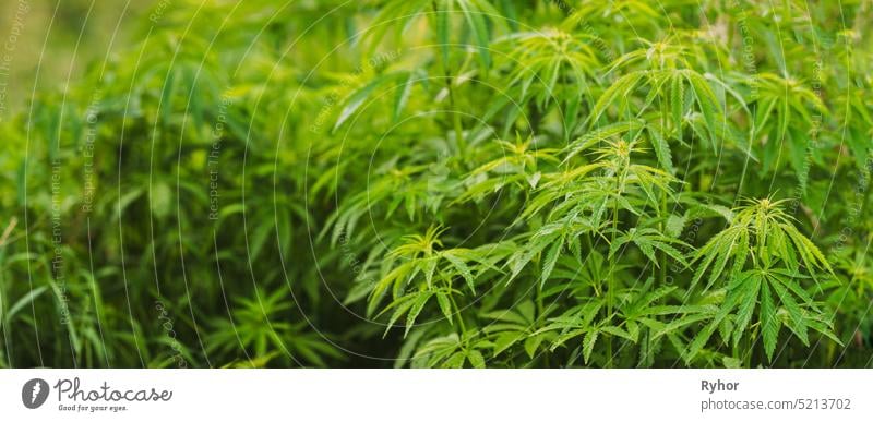 Legal Green Marijuana Cannabis Leaves Growing At Farm In Summer Day, Beautiful Cannabis Background. Cultivation Hintergrund. Marihuana Anbau Grün Lush Hintergrund von Blättern. Junge Cannabis Pflanze. Panorama, Panoramablick.
