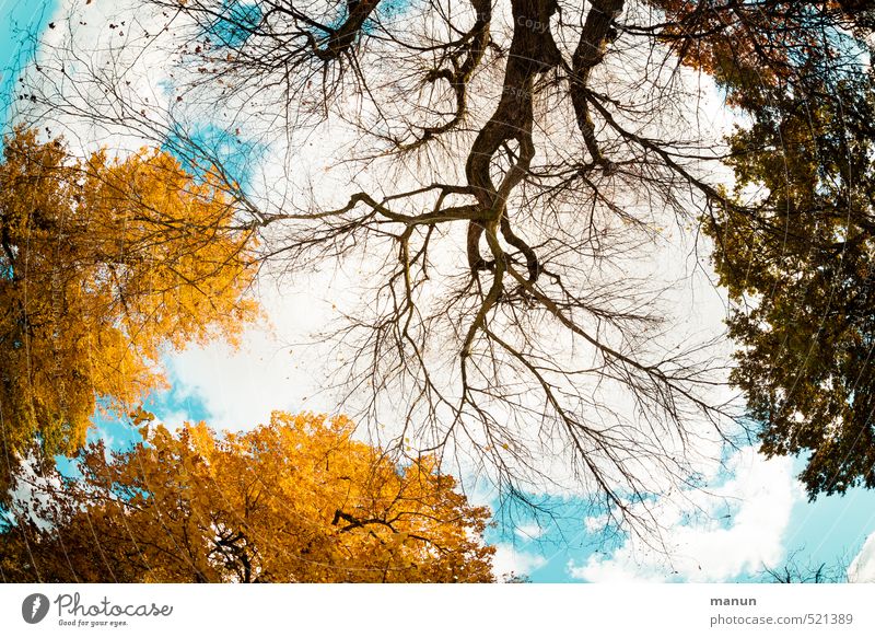Zeitumstellung - der Wechsel kommt Natur Himmel Herbst Schönes Wetter Baum Blatt Ewigkeit natürlich Perspektive Vergänglichkeit Wandel & Veränderung Farbfoto