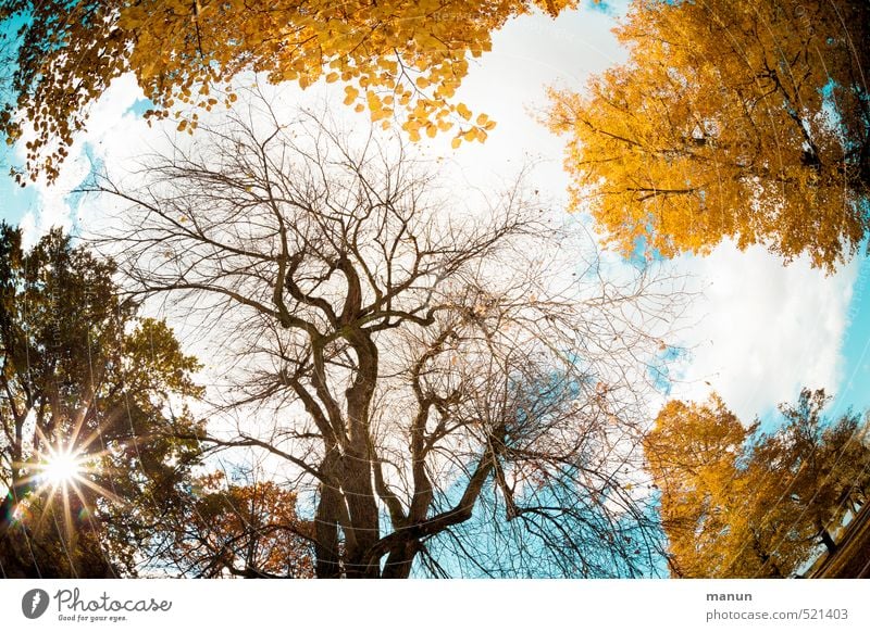 Herbsthimmel Himmel Wolken Sonne Wetter Schönes Wetter Baum herbstlich Herbstbeginn Herbstfärbung Herbstwald Herbstwetter Umweltschutz Vergänglichkeit