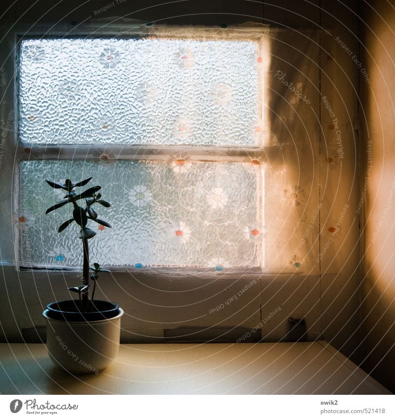 Pfennigbaum Pflanze Topfpflanze Zimmerpflanze Crassula Blumentopf Gardine Fenster Glas Kunststoff stehen träumen Wachstum alt klein ruhig Idylle Keramik