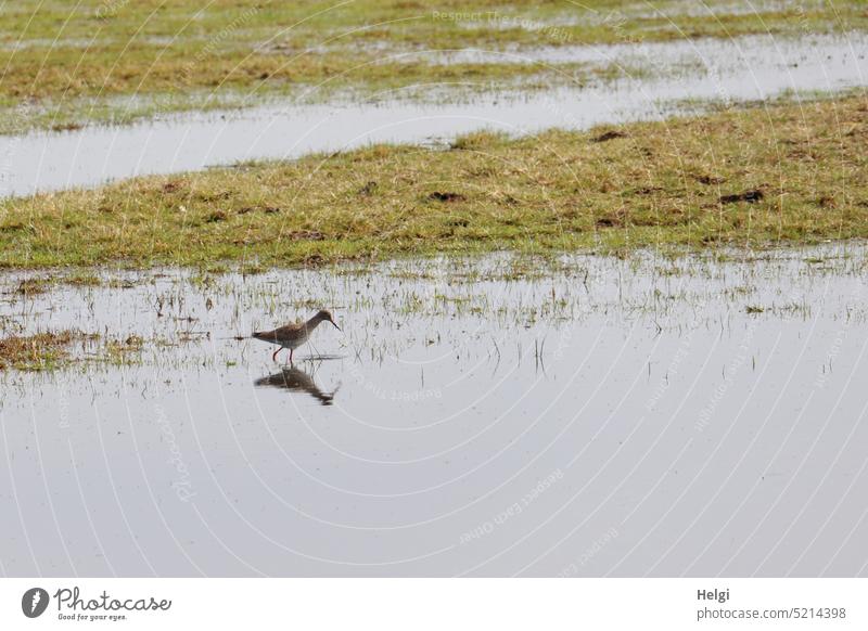 Rotschenkel auf Nahrungssuche mit Spiegelung im Wasser Vogel Schnepfe Regenpfeiferartige Watvogel Greta Langstreckenzieher Brutgebiet Moor Moorwiesen