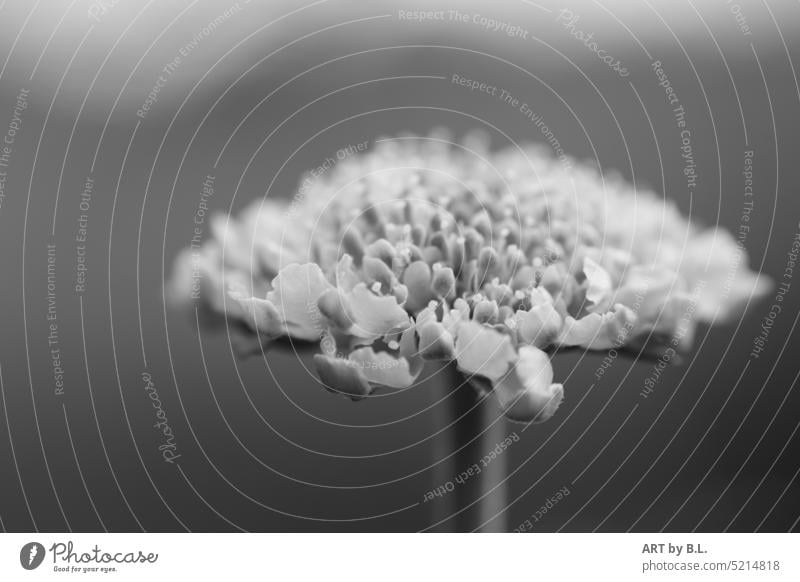 auch Witwenblume genannt am aufblühen Scabiosa columbaria butterfley knospe nahaufnahme edel unikat frühling jahreszeit märz april garten pflanze natur