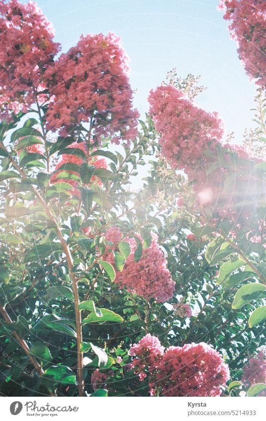 Blumen auf Film gebannt Blumen und Pflanzen Natur Filmfotografie Filmmaterial