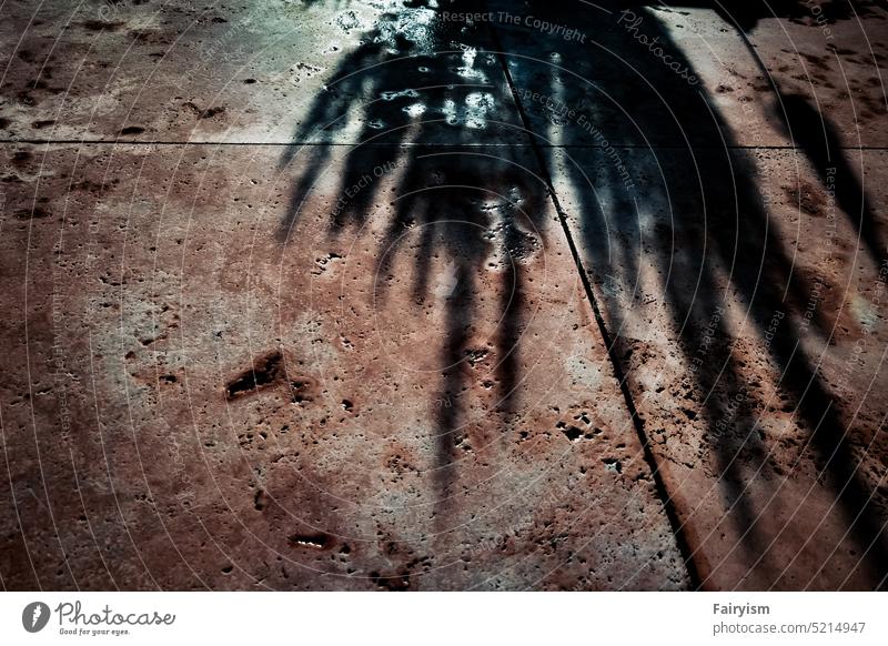 Schatten auf dem Boden Schattenwurf Natur Silhouette geheimnisvoll Schattenspiel stumm Strukturen & Formen Schattendasein Silhouetten Licht & Schatten filigran