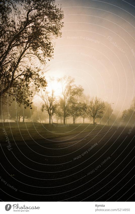 Bäume im Morgennebel auf Film Nebel neblig Nebellandschaft nebliger Morgen Natur Baum Park Filmmaterial Filmfotografie