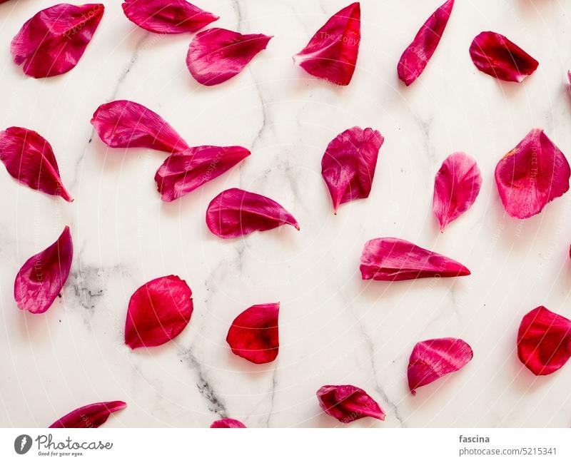 Flachlegemuster mit roten Pailletten, weißer Marmor Rosenblätter Pfingstrosenblüten flache Verlegung Blume legen Blütenblätter Sommer Muster Roséwein Burgunder