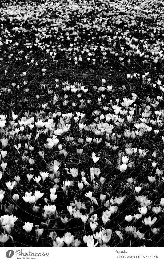 Krokusse Blumen Frühling Blüte Natur Pflanze Blühend Stadt