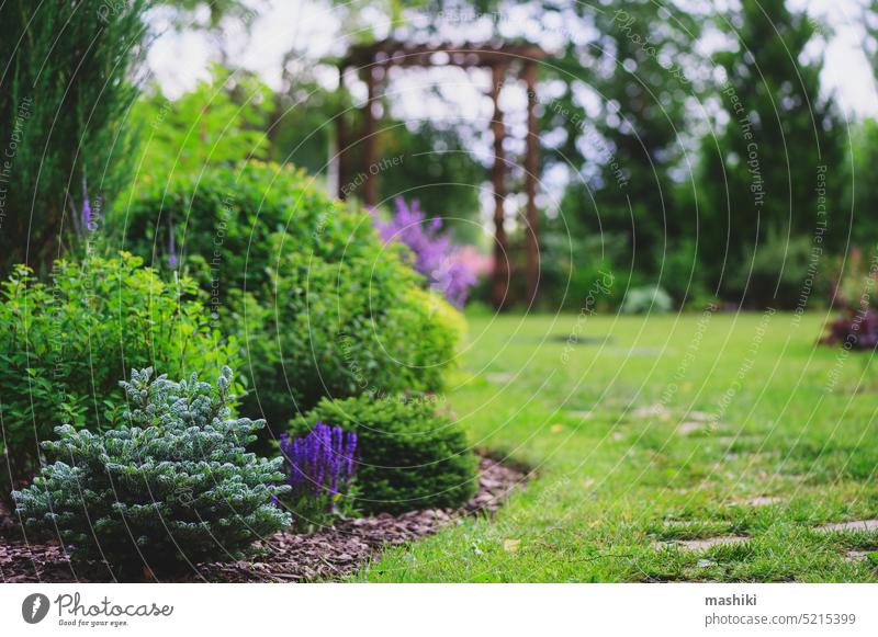 abies koreana "Icebreaker" gepflanzt mit Salvia im Sommerhausgarten. Holztorbogen und geschwungener Weg aus Stein. Seltene Zwergkoniferen zum Sammeln. Blume