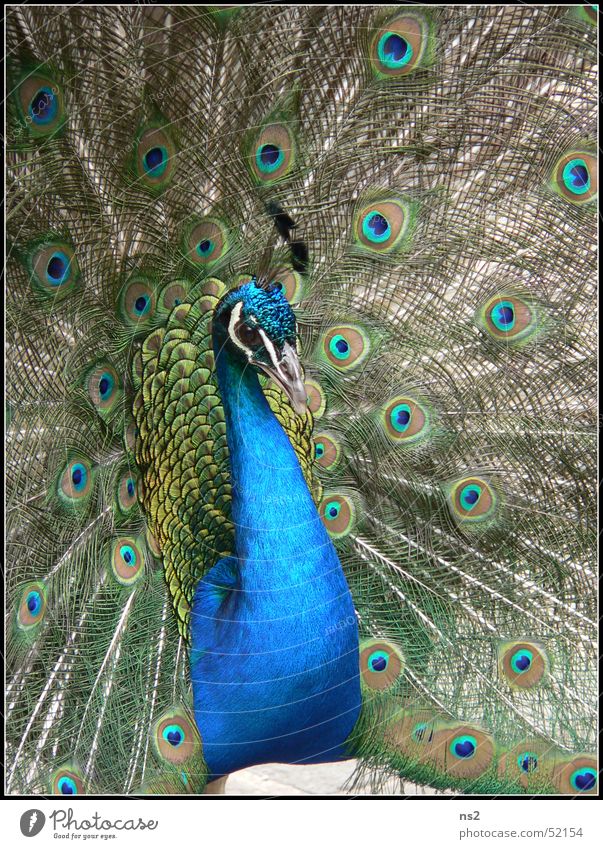 Pfau - Schöhnheit im Tierreich Vogel Cornwall England blau schöhnheit Natur Stolz