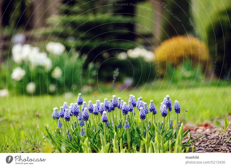Gartenansicht im Vorfrühling mit einer Gruppe blühender blauer Muscari (Traubenhyazinthen) Blume Natur Pflanze Saison Frühling März April Mai Hobby Ansicht