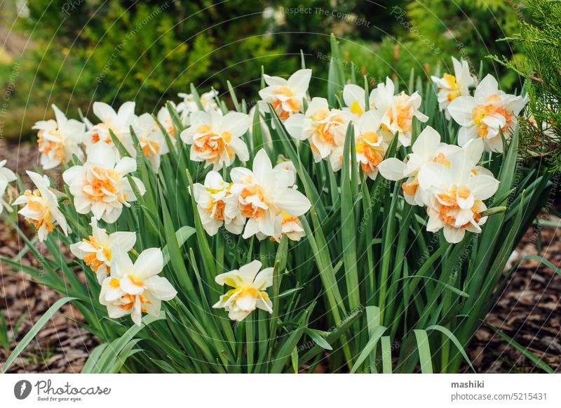 Gruppe weißer Frottee-Narzissen, die im zeitigen Frühjahr blühen Blume Pflanze Saison gelb Natur Frühling Garten grün Blüte Schönheit Blütezeit Wachstum Ostern