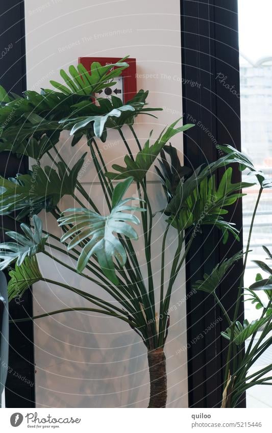 Pflanze vor Feuermelder pflanze grün palme indoor wand verdecken verstecken sicht rot Farbfoto weiß Alarm Notruf Innenaufnahme Angst Tag sichtbarkeit Sicherheit