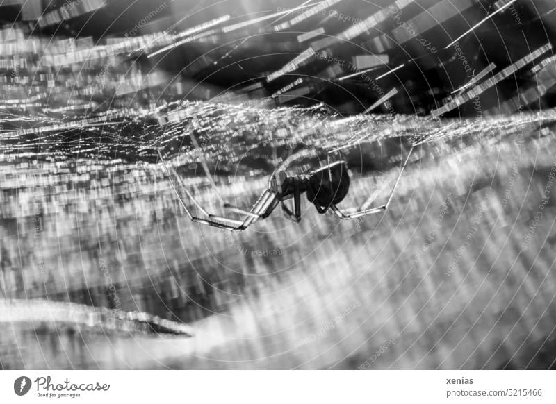 Makroaufnahme in SW : Baldachinspinne im Netz mit Gegenlicht Tier Spinne Spinnennetz Webspinne Schwache Tiefenschärfe Natur Detailaufnahme Tierporträt