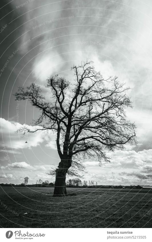 Kahler Baum auf einer Wiese Schwarzweißfoto Winter Herbst Tod Trauer toter Baum Äste Zweige u. Äste Ende Mobile Himmel Wolken