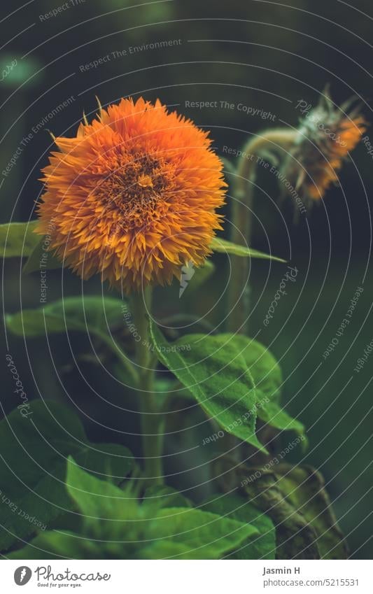 Sonnengold - Blume orange gelb grün Blüte Natur Pflanze Nahaufnahme Blühend Tag schön Menschenleer Schwache Tiefenschärfe Umwelt Farbfoto Außenaufnahme