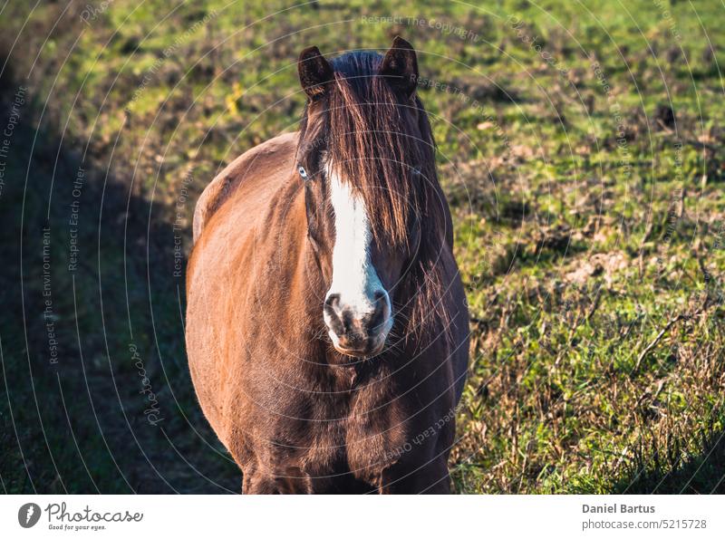 Ein braunes Pferd in der Mitte einer Weide, das in die Kamera schaut. Ein Pferd mit blau-blauen Augen und Pony, das im Morgenwind weht, im Schein der Morgensonne.