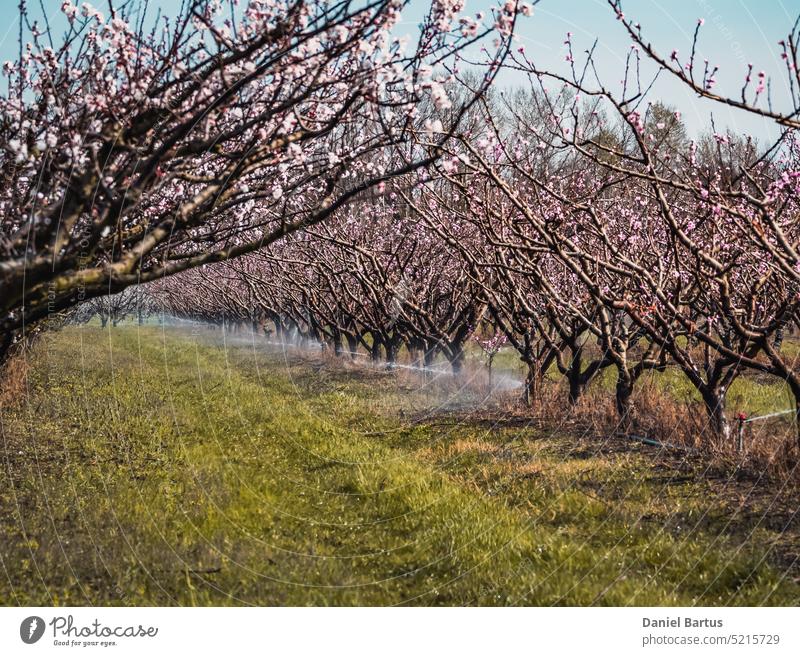 Baumbewässerungssystem. Frühjahrsbewässerung Aprikosenbäume werden bewässert. Blühende Aprikosenblüten Agribusiness Ackerbau Aprikosenbaum April Hintergrund