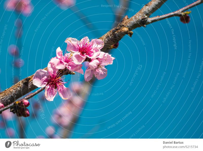 Blühende Pfirsich Obst Blumen isoliert gegen einen türkisfarbenen Himmel Hintergrund Ackerbau schön Schönheit Blütezeit Überstrahlung blau Botanik Ast