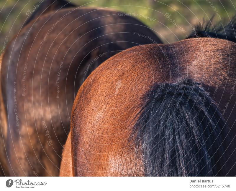 Nahaufnahme des Hinterteils einer braunen Stute Ackerbau Tier Tierfarm Rücken Hintergrund Scheune schön schwarz braune Stute Gesäß abschließen Farbe niedlich