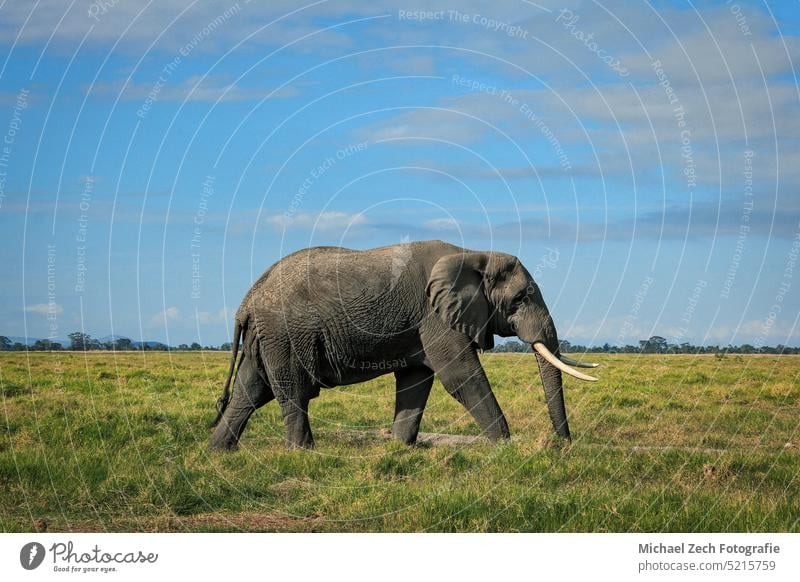 Afrikanischer Elefant beim einsamen Spaziergang in der Masai Mara, Kenia Tierwelt Elfenbein Tiere Baby benin groß Botswana burkina Buchse Kamerun zentral Tschad
