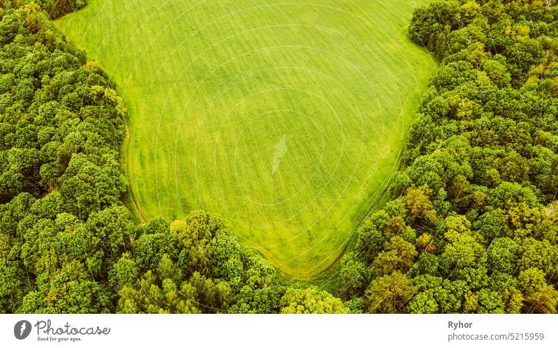 Luftaufnahme Spring Green Field and Forest Landscape. Draufsicht auf Feld und Waldgürtel. Ansicht aus der Vogelperspektive Bäume Ackerbau Kulturlandschaft