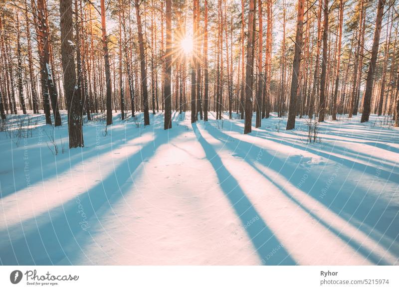 Beautiful Blue Shadows From Pines Trees In Motion On Winter Snowy Ground. Sonne Sonnenschein im Wald. Sonnenuntergang Sonnenlicht leuchtet durch Kiefer Greenwoods Woods Landschaft. Schnee Natur
