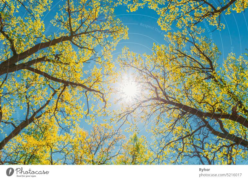 Sun Shining Through Canopy Of Tall Trees With Young Spring Folliage Leaves Lush. Sonnenlicht im Laubwald, Sommer Natur. Obere Zweige der Wälder. Sonnenstrahlen Sun Rays Shine Through Flora Woods In Laubwald. Schöne Natur. Schönheit in der Natur. En...