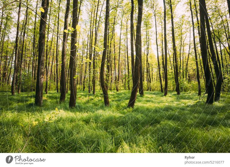 Fresh Spring Green Leaves Lush In Laubwald. Europäische Natur Wildpflanze schön weißrussland Buchse Windstille Textfreiraum laubabwerfend Öko ökologisch