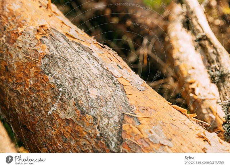 Close View Of Old Bear Claw Marks On Fallen Pine Tree Bär Krallen Markierungen Tierwelt braun schließen abschließen Detailaufnahme gefallen Wald Säugetier Natur