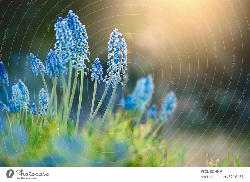 Frühling Natur Hintergrund mit blauen wilden Traubenhyazinthe Blumen bei Sonnenlicht und Bokeh, im Freien Wildblumen schön geblümt Überstrahlung Blütezeit