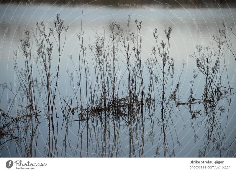 Spiegelbild von Gräsern auf einer überschwemmten Weide Spiegelung spiegeln Reflexion & Spiegelung Überschwemmung Wasser Hochwasser nass überschwemmte Weide