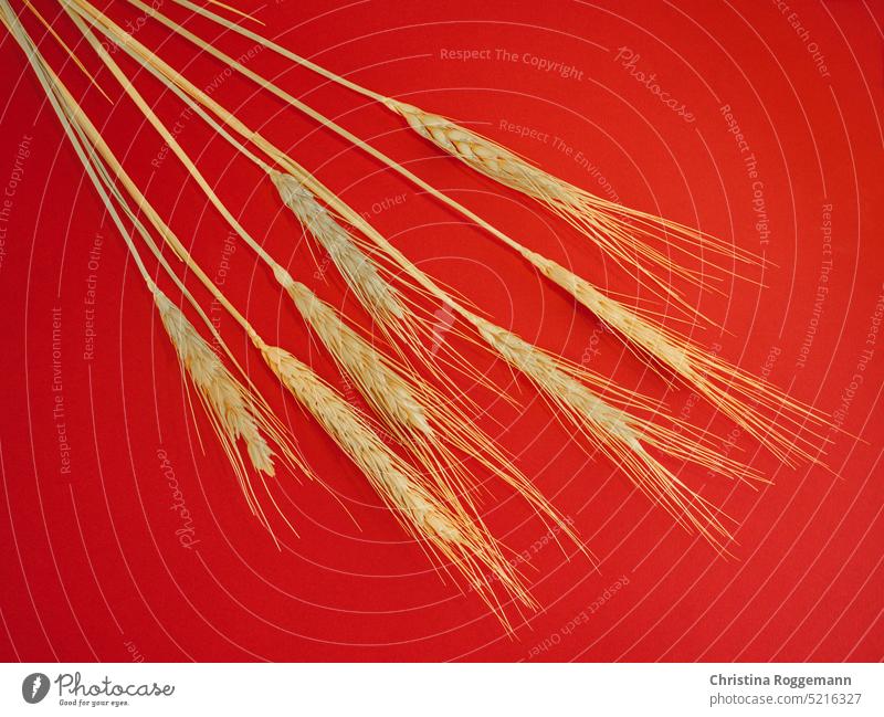 Weizenähren auf rotem Hintergrund golden Fitness-Diät Landwirt Roggen Restaurant Küche Teigwaren Nährstoffe Lebensmittelprodukte Vegetarische Ernährung gelb