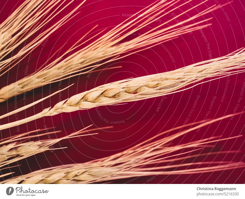 Weizenähren auf burgundischem Hintergrund Bündel Weizenkörner Weizenernte Sommer Ernte Ackerbau Umwelt Bioprodukte Biologische Landwirtschaft Nutzpflanze