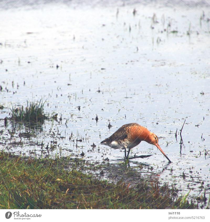 Uferschnepfe bei der Nahrungssuche Dümmer Feuchtwiese Vogel Langstreckenzieher "Greta" Futtersuche Anstrengung überschwemmte Wiesen kurzrasig nass Gefieder Hals