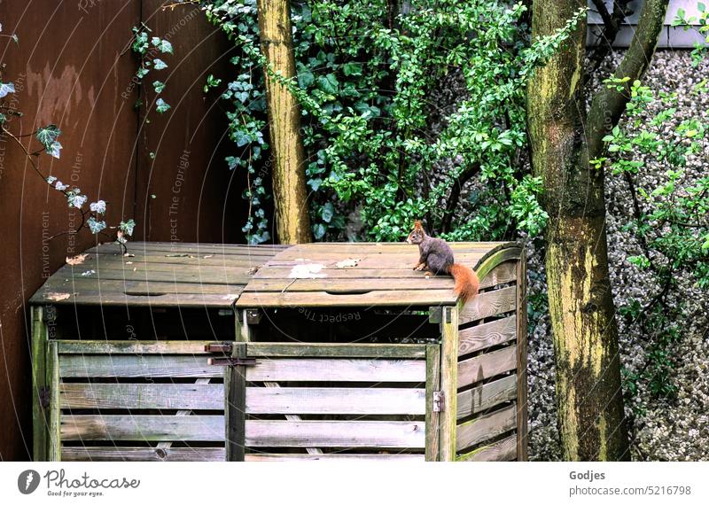 Eichhörnchen auf einem Holzverschlag in einem Hinterhof Metallwand Bäume Mauer Wand Tier niedlich Natur Baum Farbfoto wild Nagetiere Ast braun Fell