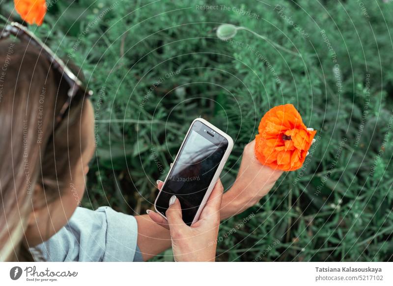 Eine Frau fotografiert im Frühling eine Mohnblume mit einer Nahaufnahme auf ihrem Smartphone Sommer Person Blumen Erwachsener Blütezeit Papaver Überstrahlung