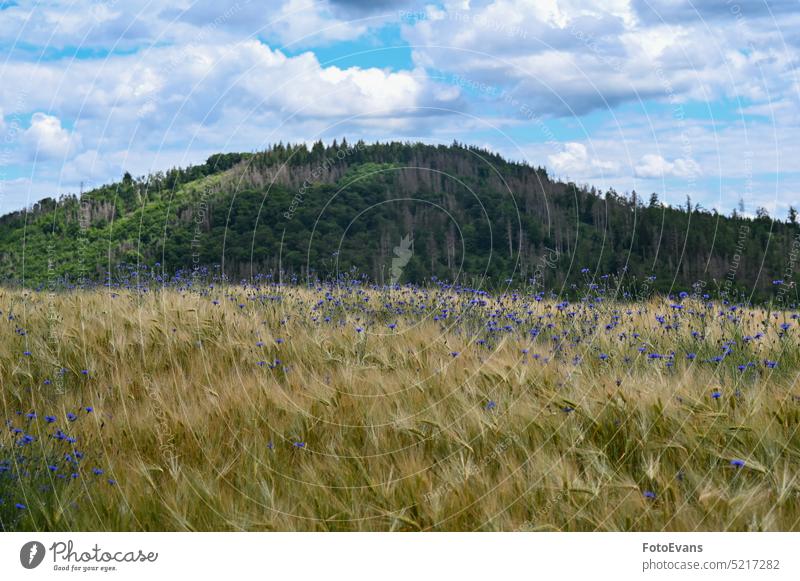 Getreidefeld mit vielen Kornblumen und Wald im Hintergrund Asteraceae Landschaft Blume Industrie Ernte Wild Blossom blau Lebensmittel landwirtschaftlich
