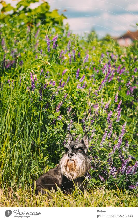Zwergschnauzer Hund Oder Zwergschnauzer Lustig Sitzen Draußen In Grüner Sommer Wiese Gras Mit Lila Blühenden Blumen Tier schwarz züchten Textfreiraum Silber