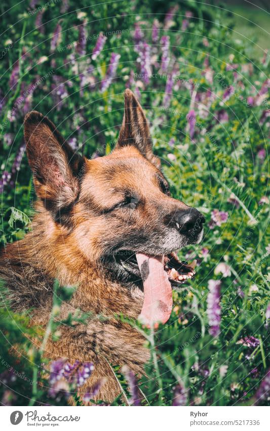 Elsässer Wolfshund sitzt im grünen Sommer Wiese Gras mit lila blühenden Blumen. Brauner Deutscher Schäferhund Close Up Portrait elsässisch