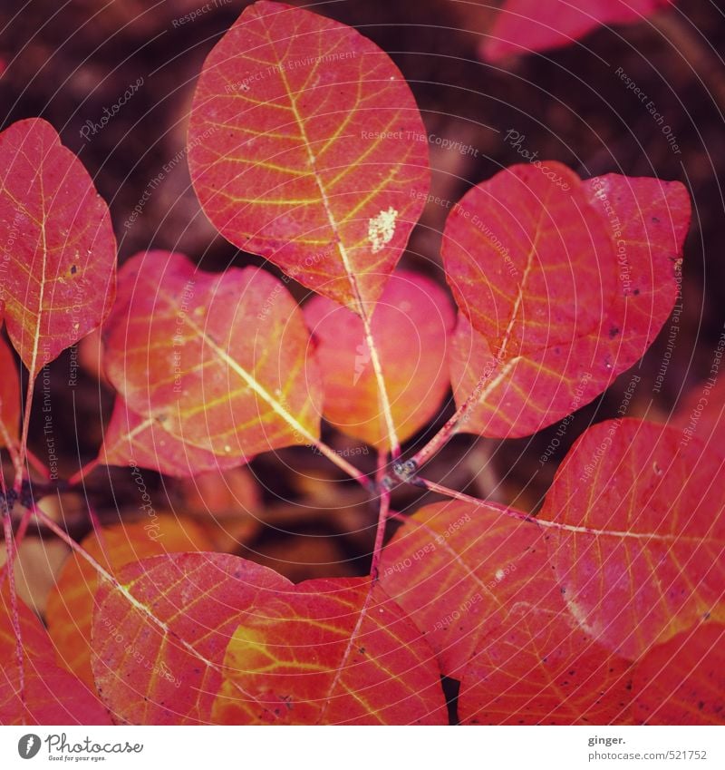 Der Herbst brennt Umwelt Natur Pflanze Feuer Sonnenlicht Klima Wetter Schönes Wetter Baum Sträucher Blatt Garten rot glühen brennen Blattadern mehrere gefächert