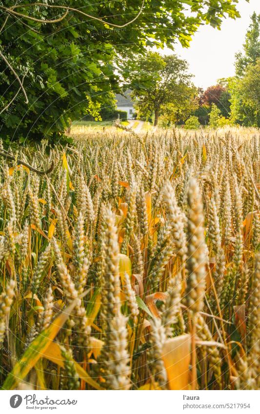 Weizenfeld im Sommer Natur Dänemark Europa Landschaft Feld Bauernhof Ackerbau gehen Sie