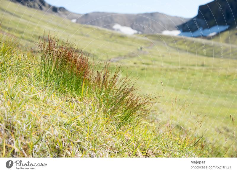 Gras und Wildpflanzen in den Bergen. Island frühlingshafter Hintergrund Frühling Schnee Textfreiraum keine Menschen Inspiration Leben Motivation Ackerbau schön