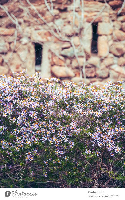 Sternförmige Blüten in lila vor alter Steinmauer in Katalonien mit schattenförmigen Fenstern im Frühjahr sternfömig Mauer warm Steine Scharte antik Steinhaus