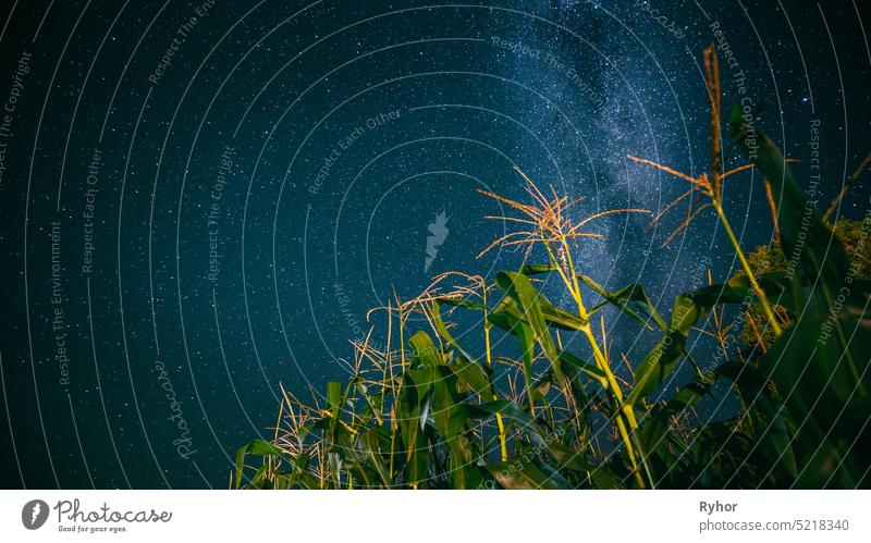 Bottom View Of Night Starry Sky With Milky Way From Green Maize Corn Field Plantation In Summer Agricultural Season. Nacht Sterne über Maisfeld Glühende Sterne
