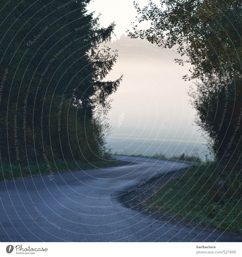 Fahrt ins Blaue Landschaft Herbst Nebel Baum Wiese Wald Straße Wege & Pfade Kurve dunkel frisch Unendlichkeit hell Stimmung Lebensfreude Sehnsucht Fernweh